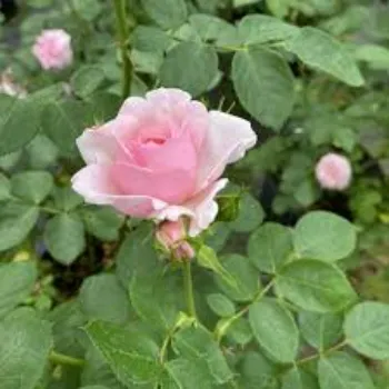 Gorgeous Pink Rose